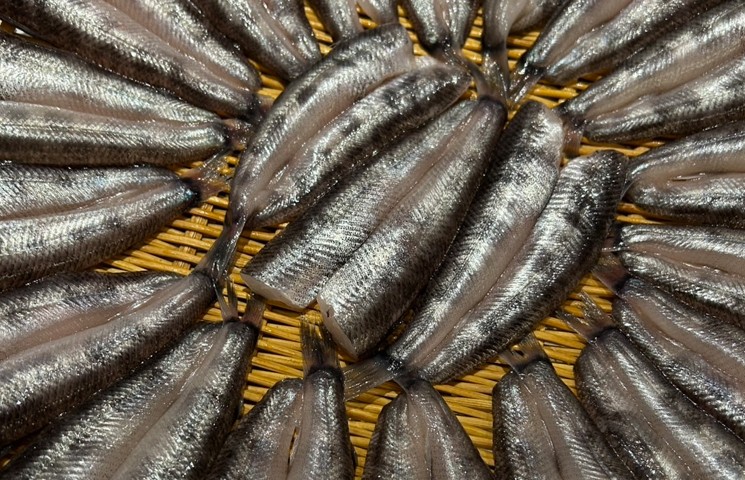 ジューシーな白身魚「メヒカリの一夜干し」で贅沢なひととき